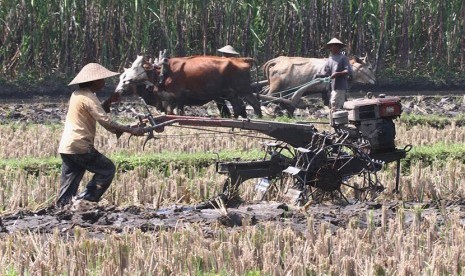 Dua petani membajak sawah dengan tenaga sapi dan traktor di sebuah sawah di Wajak, Malang, Jawa Timur, Senin (6/6). (Antara/Ari Bowo Sucipto)