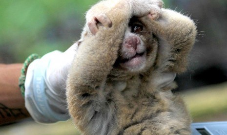 Petugas dari Yayasan Inisiasi Alam Rehabilitasi Indonesia dan  International Animal Rescue (IAR) memeriksa kukang Jawa (Nycticebus javanicus) yang akan dipindahkan ke kandang habituasi di Kawasan Taman Nasional Gunung Ciremai, Kuningan, Jawa Barat