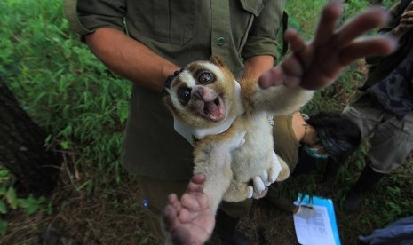 Petugas dari Yayasan Inisiasi Alam Rehabilitasi Indonesia dan  International Animal Rescue (IAR) memeriksa kukang Jawa (Nycticebus javanicus) yang akan dipindahkan ke kandang habituasi di Kawasan Taman Nasional Gunung Ciremai, Kuningan, Jawa Barat, Senin (8/5). 