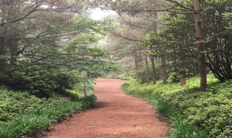 Kebun Raya Megawati di pulau Jeju, Korea Selatan.