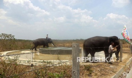 Pawang gajah siap menanti sapaan pengunjung Taman Nasional Way Kambas (TNWK).