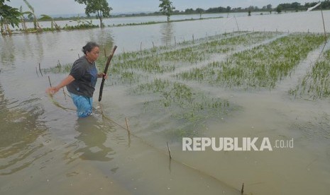 (ILUSTRASI) Tanaman padi tergenang banjir.