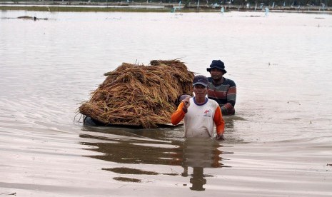 Petani membawa padi mereka yang terendam banjir di area persawahan Desa Nga, Kabupaten Aceh Utara, Aceh, Ahad (3/12). 