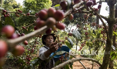  Petani memetik buah kopi Puntang di perkebunan kopi Gunung Puntang, Desa Campaka Mulya, Cimaung, Kabupaten Bandung, Jawa Barat, Selasa (29/5). 