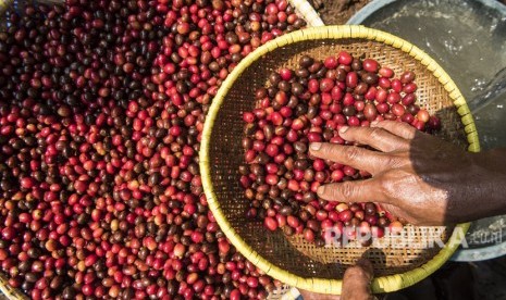 Petani memilah buah kopi Puntang di perkebunan kopi Gunung Puntang, Desa Campaka Mulya, Kecamatan Cimaung, Kabupaten Bandung, Jawa Barat, Selasa (29/5).