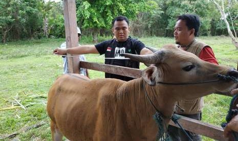 Dompet Dhuafa mengajak donatur untuk ikut melakukan pengecekan hewan kurban.