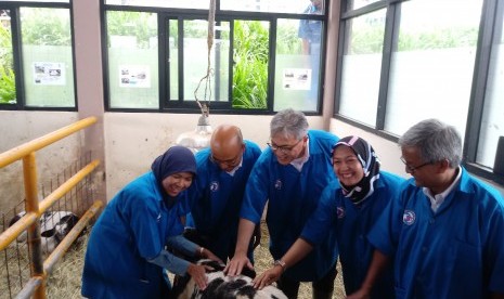 Duta Besar Indonesia untuk Belgia dan Keharyapatihan Luksemburg Yuri  Oktavian Thamrin (tengah) saat melihat sapi Belgian Blues di Bogor, Senin  (5/11).