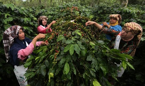 Petani memetik kopi arabika saat panen massal dalam rangkaian festival panen kopi gayo di Rembele, Bener Meriah, Aceh, Rabu (21/11/2018). 