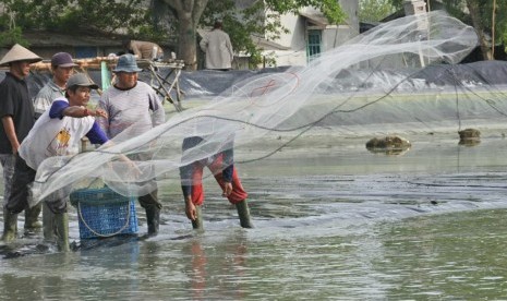 Aktivitas tambak di Lampung.