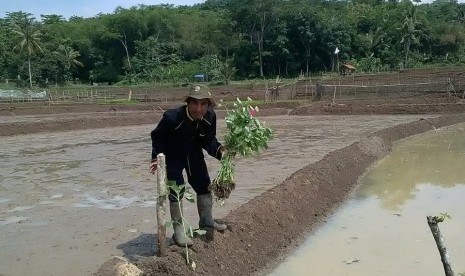 Petani dari Desa Nagrak, Kecamatan Darangdan, Kabupaten Purwakarta, sedang menanam repugia di pematang sawah, Jumat (7/12). Repugia atau sejenis kenikir ini, merupakan salah satu tanaman musuh alami dari hama padi.