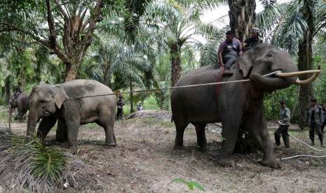 13 Ekor Gajah Liar Rusak Kebun Warga Aceh Barat. Pawang gajah (mahout) dan petugas Balai Konservasi Sumber Data Alam (BKSDA) Aceh (kanan) menarik seekor gajah liar betina (tengah) yang berhasil ditangkap di Desa Tangga Besi, Kota Subulussalam, Aceh. Ilustrasi