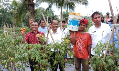 Kepala Badan Ketahanan Pangan (BKP) Agung Hendriadi, meninjau panen tomat di Desa Nidinho, Halmahera Utara, Jumat (7/12). 