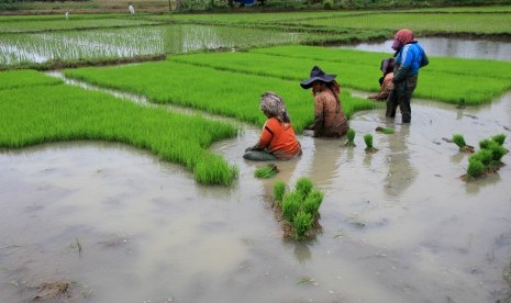 Sejumlah petani mempersiapkan bibit padi untuk ditanam di area persawahan Desa Babah Lueng, Kecamatan Pante Ceureumen, Aceh Barat, Aceh, Kamis (13/12/2018).