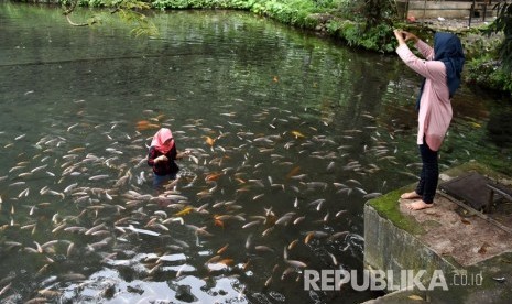 Wisatawan memberi makan ikan-ikan di mata air Umbul Senjoyo, Desa Tegalwaton, Tengaran, Kabupaten Semarang, Jawa Tengah, Rabu (21/12/2018). 