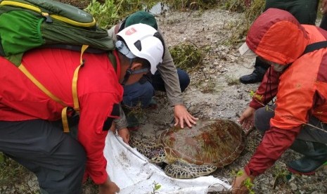 Proses evakuasi penyu yang terdampar akibat tsunami di Tanjung  Lesung, Selasa (25/12).