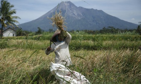 Petani memanen padi di area persawahan Cangkringan, Sleman, DI Yogyakarta, Jumat (28/12/2018).