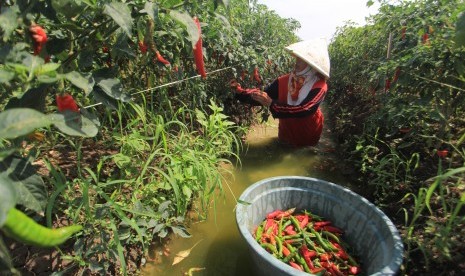  Petani memanen cabai merah di desa Widasari, Indramayu, Jawa Barat, Kamis (3/1/2019). 