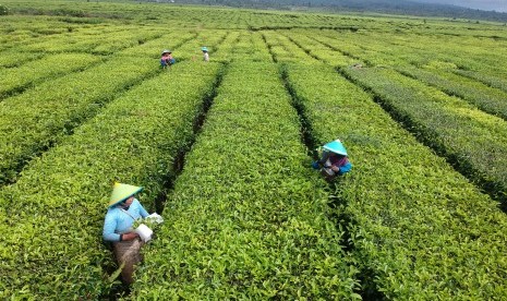 Pekerja memetik pucuk daun teh di area perkebunan PT Perkebunan Nusantara (PTPN) VI, Kayu Aro, Kerinci, Jambi, Senin (14/1/2019). 