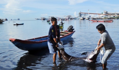 Nelayan memindahkan ikan marlin hitam hasil tangkapan kapal bagan mereka, di Pantai Gaung, Padang, Sumatera Barat, Kamis (17/1/2019).