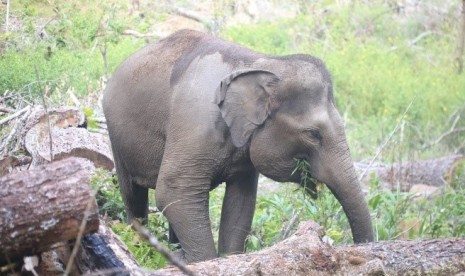 Salah satu gajah di Kawasan Hutan Dengan Tujuan Khusus (KHDTK) Aek Nauli,  Sumatera Utara.