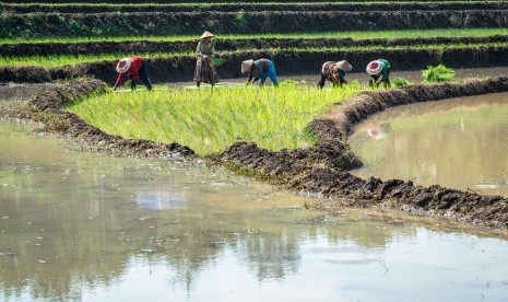 Petani menanam bibit tanaman padi musim tanam pertama di areal persawahan tadah hujan Desa Kawengen, Ungaran Timur, Kabupaten Semarang, Jawa Tengah, Senin (21/1/2019).