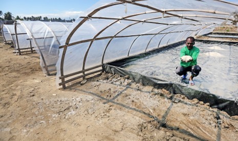 Petani memperlihatkan garam hasil panen yang diolah menggunakan metode terowongan (tunnel) dan membran plastik di Desa Lam Ujung Baitussalam, Aceh Besar, Aceh, Selasa (22/1/2019). 