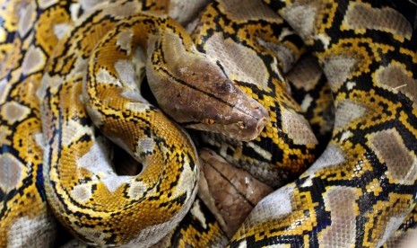 Ular Sanca batik (Python reticulatus) pemangsa ternak serahan warga diamankan dipenangkaran Balai Konservasi Sumber Daya Alam (KSDA) Aceh wilayah I Lhokseumawe, Aceh, Sabtu (26/1/2019). 