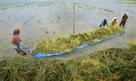 Petani membawa padi menggunakan terpal saat panen di persawahan yang terendam banjir Desa Gondoharum, Jekulo, Kudus, Jawa Tengah, Kamis (31/1/2019).