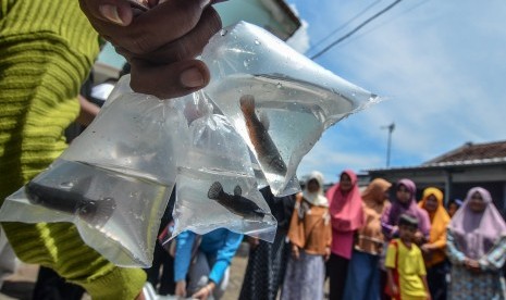 Petugas gabungan Dinas Pertanian dan Perikanan, Badan Karantina Ikan Bandung serta Dinas Kesehatan, membagikan ikan cupang gratis kepada warga untuk mengantisipasi jentik nyamuk di Perum Kota Baru, Cibeurem, Kota Tasikmalaya, Jawa Barat, Jumat (8/2/2019). 