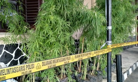 Pohon ganja yang ditanam RT, seseorang ibu rumah diamankan petugasm dan RT ditetapkan sebagai tersangka.. Foto pohon ganja (ilustrasi) 