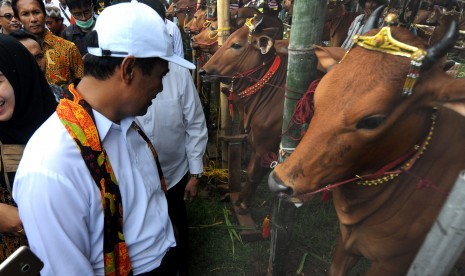  Menteri Pertanian Andi Amran Sulaiman (kiri) mengamati sapi ternak saat melakukan kunjungan kerja di Desa Kaduara Barat, Pamekasan, Jawa Timur, Selasa (19/2/2019). 