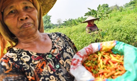 Urban Farming: Petani memanen cabai rawit di kawasan lahan pertanian Sumur Welut di Surabaya, Jawa Timur, Jumat (22/2/2019).