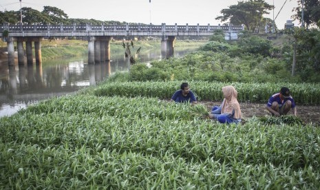 Lahan Pertanian Bantaran KBT: Warga memanen kangkung yang ditanam di bantaran Kanal Banjir Timur (KBT), Cakung, Jakarta, Selasa (26/2/2019).