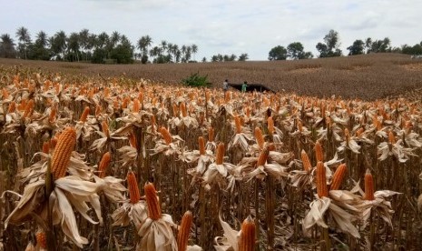 EKSPOR JAGUNG: Hamparan bukit pertanaman komoditas jagung di Kabupaten Gorontalo Utara, Provinsi Gorontalo, menjelang musin panen raya, Kamis (28/2). Tahun ini, Provinsi Gorontalo menargetkan produksi jagung sebesar 1,7 juta ton sekaligus ekspor 150 ribu ton ke Filipina.  