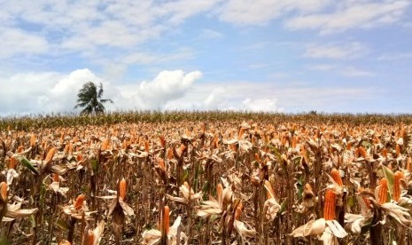 EKSPOR JAGUNG: Hamparan bukit pertanaman komoditas jagung di Kabupaten Gorontalo Utara, Provinsi Gorontalo, menjelang musin panen raya, Kamis (28/2). Tahun ini, Provinsi Gorontalo menargetkan produksi jagung sebesar 1,7 juta ton sekaligus ekspor 150 ribu ton ke Filipina.  