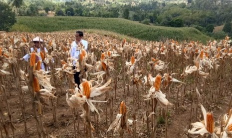 Jokowi Panen Jagung: Presiden RI Joko Widodo saat meninjau lokasi panen raya jagung di Desa Botuwumbato, Kabupaten Gorontalo Utara, Provinsi Gorontalo,  Jumat (1/3). 