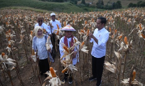 Jokowi Panen Jagung: Presiden Joko Widodo (kanan) didampingi Ibu Negara Iriana Joko Widodo (kedua kanan) memanen dalam acara panen raya jagung di Gorontalo, Jumat (1/3/2019).