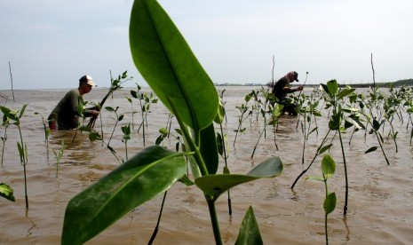 Sejumlah warga menanam bibit mangrove di Sulawesi Selatan