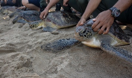   Petugas melepasliarkan Penyu Hijau (Chelonia mydas) 