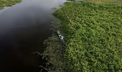 Seorang warga memancing di Danau Limboto yang mulai tertutup eceng gondok di Kabupaten Gorontalo, Gorontalo, Rabu (27/03/2019).