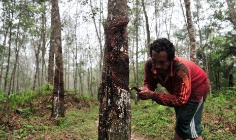 Petani menyadap getah karet di perkebunan Bathin II Babeko, Bungo, Jambi, Sabtu (30/3/2019).