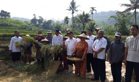 Petani di Desa Nagrak, Kecamatan Darangdan, Kabupaten Purwakarta, panen padi organik perdana di musim rendeng 2019 ini, Rabu (3/4).