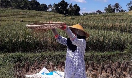 Petani di Desa Nagrak, Kecamatan Darangdan, Kabupaten Purwakarta, panen padi organik perdana di musim rendeng 2019 ini, Rabu (3/4) (ilustrasi).