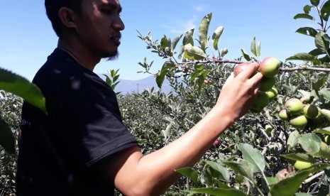 Suasana wisata kebun apel di New Mitra Apel, Kecamatan Batu, Kota  Batu, Jawa Timur, Sabtu (30/3).