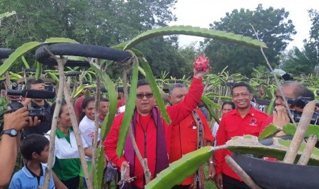 Sekjen PDI Perjuangan Hasto Kristiyanto saat mengunjungi Taman Buah Naga di Kabupaten Sikka, Nusa Tenggara Timur, Selasa (9/4) . 