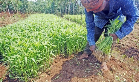 Petani memanen sayur kangkung di lahan pertanian kawasan Depok, Jawa Barat, Kamis (11/4/2019). 