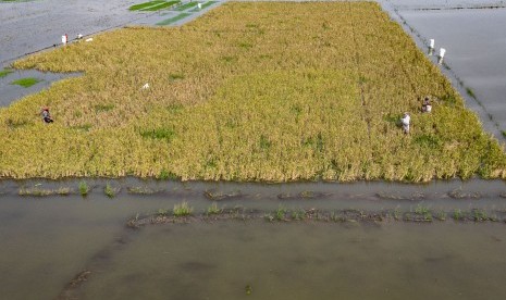 Petani memanen padi di areal persawahan yang terendam banjir di Desa Pilangsari, Sayung, Demak, Jawa Tengah, Kamis (11/4/2019). 