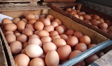 Telur ayam. Secara fisik, telur infertil sulit dibedakan dengan telur konsumsi.