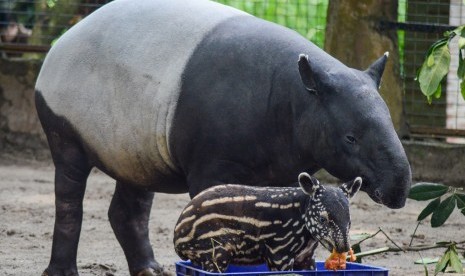 Seekor anak tapir (tapirus indicus) yang diberi nama Bona bersama induknya di Kebun Binatang Bandung, Jawa Barat.