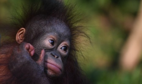 Bayi orang utan Kalimantan (Pongo pygmaeus) yang bernama Nadia bermain di halaman Rumah Sakit Satwa Taman Safari Prigen, Pasuruan, Jawa Timur, Senin (20/5/2019).